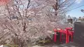 赤城神社の写真_227691