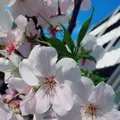 赤城神社の写真_227693