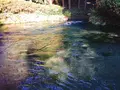 白川水源の写真_227950