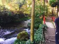 白川水源の写真_227951