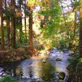 白川水源の写真_227954