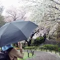 港の見える丘公園の写真_227986