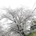幡山保育園の写真_228325