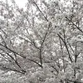 幡山保育園の写真_228327