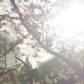井の頭恩賜公園の写真_228411