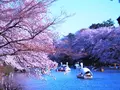 井の頭恩賜公園の写真_228413