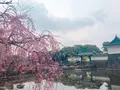 皇居の写真_228457
