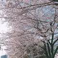 目黒清掃工場 緩衝緑地の写真_228579