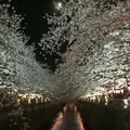 目黒川の写真_228622