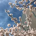 中央大橋の写真_228641