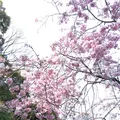 定光寺公園の写真_228859