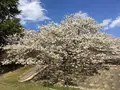 定光寺公園の写真_228862