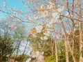 神奈川県立茅ヶ崎里山公園の写真_228874