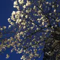 八雲の写真_228989