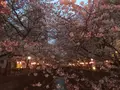 八雲の写真_228991