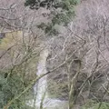 小田原城の写真_229093