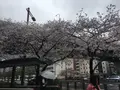 コーヒーショップ カコ 花車本店 （coffee shop KAKO）の写真_229773