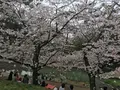 ヨーキーズブランチ （YORKYS BRUNCH）の写真_229784