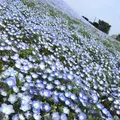 国営ひたち海浜公園の写真_230588