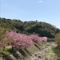 下板井のシャクナゲの写真_232298