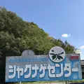 下板井のシャクナゲの写真_232299
