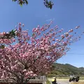 下板井のシャクナゲの写真_232300