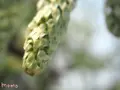 あしかがフラワーパークの写真_232478