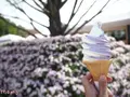 あしかがフラワーパークの写真_232479