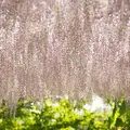 あしかがフラワーパークの写真_232481
