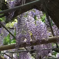 曼荼羅寺の写真_232811
