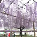 曼荼羅寺の写真_232812