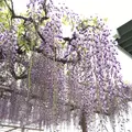 曼荼羅寺の写真_232813