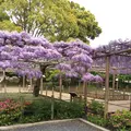 曼荼羅寺の写真_232814