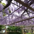 曼荼羅寺の写真_232815