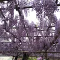 曼荼羅寺の写真_232816
