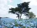 国営ひたち海浜公園の写真_233089
