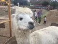 阿蘇カドリー・ドミニオンの写真_233153
