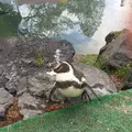 阿蘇カドリー・ドミニオンの写真_233159