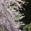 光前寺庭園の写真_233394
