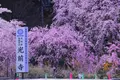 光前寺庭園の写真_233395