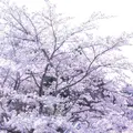光前寺庭園の写真_233397
