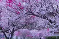 昼神温泉郷の写真_233402