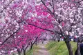 昼神温泉郷の写真_233403