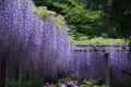 曼陀羅寺の写真_234035