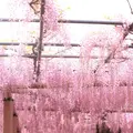 曼陀羅寺の写真_234037