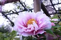 曼陀羅寺の写真_234039