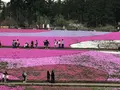 羊山公園の写真_234354