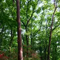 国営武蔵丘陵森林公園の写真_234429