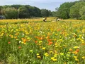 国営武蔵丘陵森林公園の写真_234430