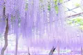 曼陀羅寺公園の写真_234685